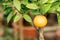 The alone orange with water drops