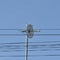 Alone pigeon on television antenna