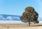 Alone pine tree on the beach of Olkhon island in frozen Baikal