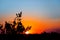 Alone pine tree silhouette on a evening dramatic sky background