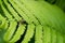 The alone red- black beetle is on the green  fern leaves closeup