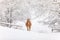 Alone red-haired foal in a snow-covered forest