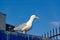 Alone seagull on the building, sky background