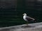 Alone seagull at harbor