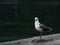 Alone seagull at harbor