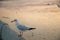 Alone Seagull perches on bridge rail