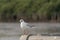 Alone Seagull perches on bridge rail