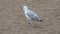 Alone seagull walking on the beach and searching food. White bird on sand surface. Cloudy rainy day