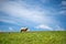 Alone sheep on the mountain farm against green grass fields with blue sky and white clouds. Cheeps on the green grass