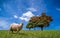 Alone sheep on the mountain farm against green grass fields with blue sky and white clouds. Cheeps on the green grass