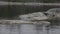 Alone single gull seagull sits on stone island lake Karelia. Clear still water