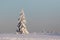 Alone snow covered spruce in winter field