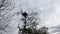 Alone stork stands in its nest, which is located on tall large tree. Against background of sky and clouds. Overall plan.