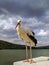 Alone stork stands on pedestal against backdrop of stormy sky and river. Curious bird looks into frame. Close-up.