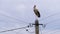 Alone Stork Stands on a Pillar of High Voltage Power Lines on a Sky Background.