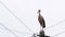 Alone stork stands on a pillar of high voltage power lines on a sky background.