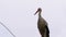 Alone Stork Stands on a Pillar of High Voltage Power Lines on a Sky Background.