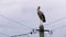 Alone Stork Stands on a Pillar of High Voltage Power Lines on a Sky Background.