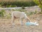 Alone street puppy Dog  eating something animals photo