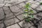 Alone sunflower on dry soil of a barren land