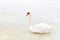 Alone swan sits on melting ice in cold season