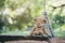 Alone teddy bear sitting on wooden swing. The back is a beautiful bokeh