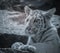 alone tiger baby playing close-up at zoo in bla