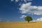 Alone tree in the brown field with blue cloudy sky