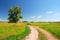 Alone tree and dirt road in field