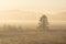 Alone tree in a foggy field beautiful morning light. solitude morning mood autumn background