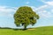 Alone tree on a hill in the jura