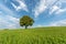 Alone tree on a hill in the jura