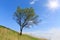 Alone tree on hill\'s slope