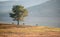 Alone tree in the Lake, the wildhorse eating glass near lake Dalat city - in LamDong- VietNam