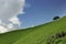 Alone tree on the meadow slope