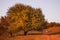 Alone tree on meadow at sunset. Lonely beautiful autumn tree. Autumn idyllic rural getaway spot