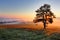 Alone tree on meadow at sunset with sun and mist