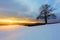 Alone tree on meadow at sunset at winter