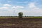 Alone tree on meadow. Tree in full leaf in summer standing alone in a field against a steel sky.Tree in field with sunny day