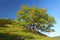 Alone tree in mountain