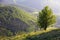 Alone tree in mountain