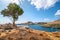 Alone tree with rocks, village and Acropolis of Lindos in background Rhodes, Greece