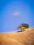 Alone tree in savana