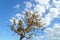 Alone tree with sky and cloud on background in Thung Salaeng Luang National Park