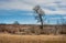 Alone tree in a spring landscape, a meadow with dry grass, a landfill, bad ecology and pollution