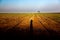 Alone tree on sugar cane plantation and photographer shadows