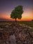 Alone tree at sunset view river land