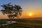 Alone tree on tea plantation and meadow in the morning on summer day.