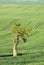 Alone tree with tractor trails and tree