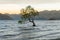 Alone Tree on Wanaka lake with mountain background
